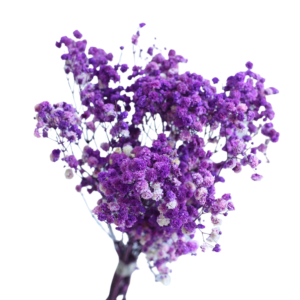Purple Baby Breath | Dried Flower Wholesale 